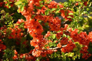 beautiful and different flowers