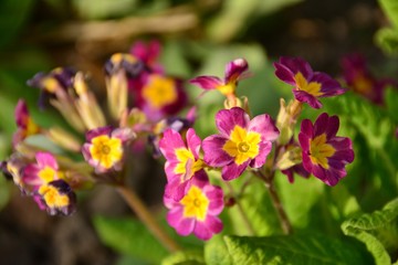 beautiful and different flowers