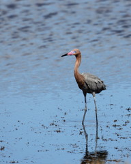Reddish egret standing in a shallow estuary