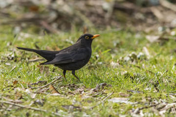 Amsel (Turdus merula)