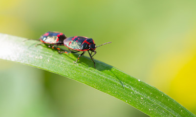Two bugs creep on a blade