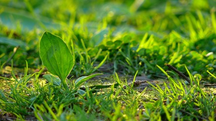 beautiful and different plants