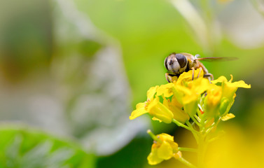 Bee on a yellow flower, a close up