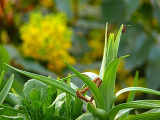 beautiful and different plants