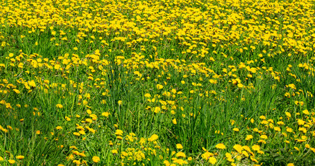 The field with yellow dandelions and a bright green grass