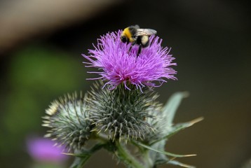 beautiful and different flowers