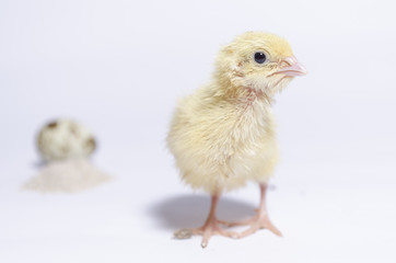 coturnix on a white background