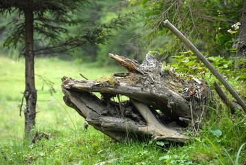 different shapes of the trees