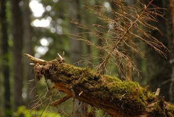 beautiful and different plants