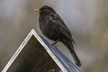 Amsel (Turdus merula)