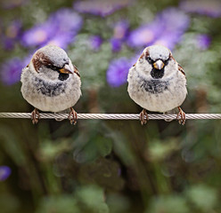 Two sparrows standing on a cable