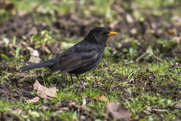 Amsel (Turdus merula)