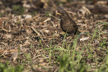 Amsel (Turdus merula)