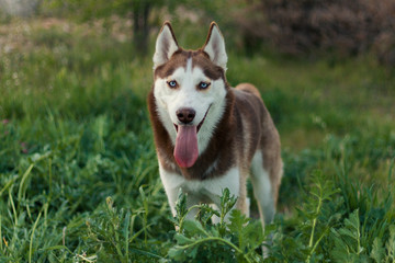 Perro de la raza husky en la naturaleza © ricardomoratilla