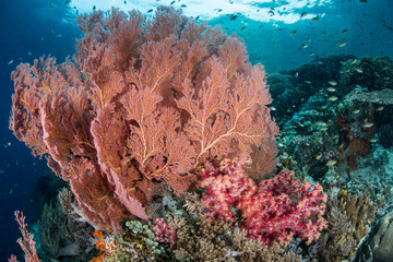 Sea Fans and Soft Corals in Tropical Pacific