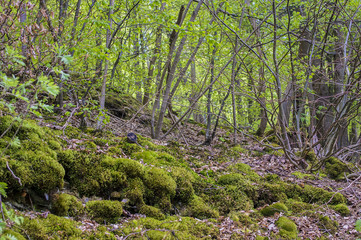 Fototapeta na wymiar Forest landscape in the spring.