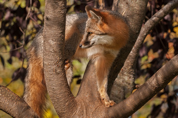 Naklejka na ściany i meble Grey Fox (Urocyon cinereoargenteus) in Tree Looks Left