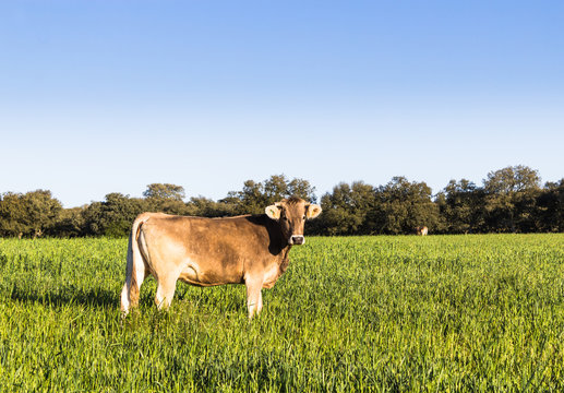 vaca pastando en el campo
