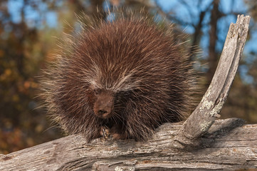Porcupine (Erethizon dorsatum) Curls Up on Branch