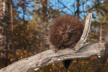 Porcupine (Erethizon dorsatum) Takes a Nap