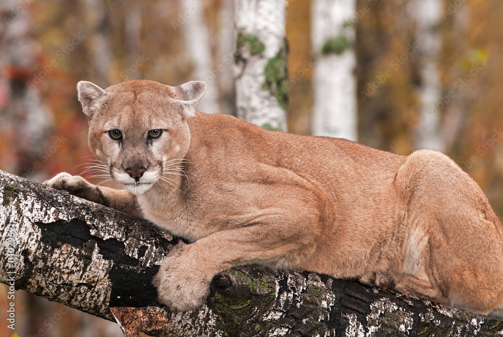 Wall mural adult male cougar (puma concolor) stares out from branch