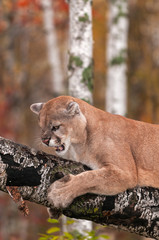Adult Male Cougar (Puma concolor) Snarls From Branch