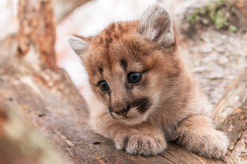 Female Cougar Kitten (Puma concolor) Snuggled in Tree
