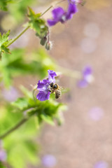 Bee gathering pollen on purple flower