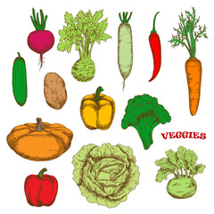 Colorful organically grown fresh vegetables sketch
