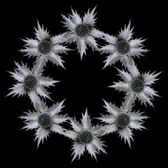 Ring of eryngium flowers on black background