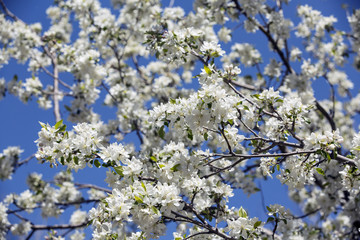 White crabapple tree against blue sky