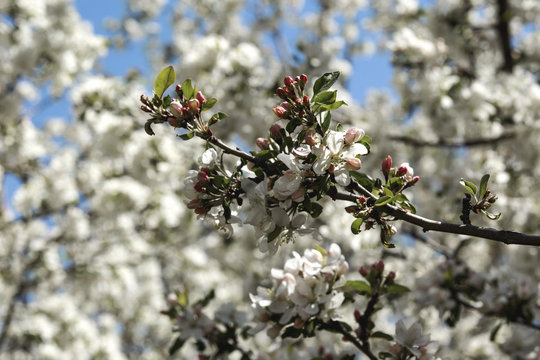 White crabapple tree in spring