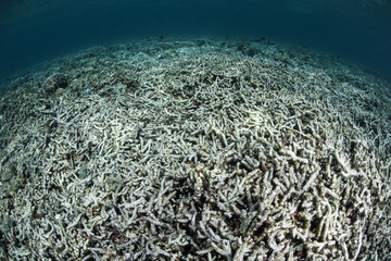 Completely Destroyed Coral Reef