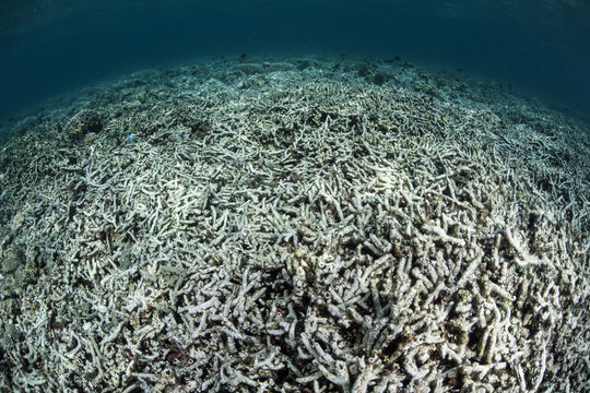 Fototapeta Completely Destroyed Coral Reef