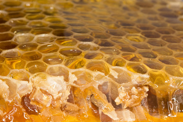 honeycomb isolated