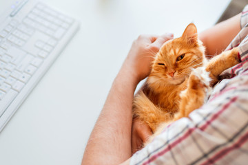 Happy cute ginger cat lying on the desk next to the keyboard. Man strokes sleeping pet. Cozy morning at home.
