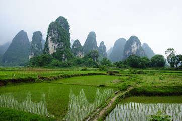 The beautiful karst mountains and rural scenery in spring 
