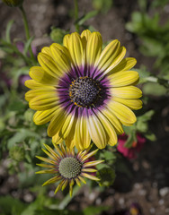 Aster, Mature and Immature: Beautiful purple and yellow Asters - one fully open and the other soon to blossom below it