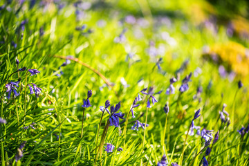 Wild meadow with spring Bluebells flowers