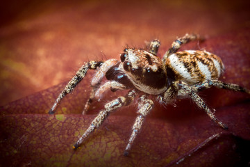 Jumping Spider Macro