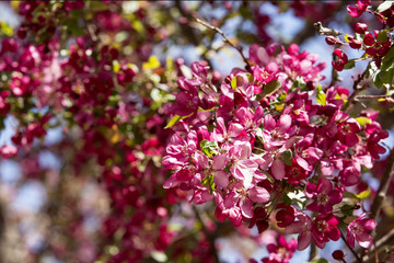Pink crabapple tree in spring