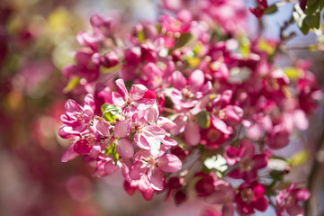 Pink crabapple tree in spring