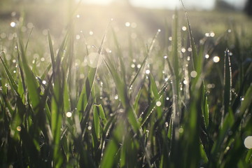 Macro close up of fresh spring grass with early morning dew – raw picture with original colors...