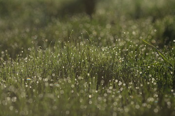 Macro close up of fresh spring grass with early morning dew – raw picture with original colors and blur bokeh