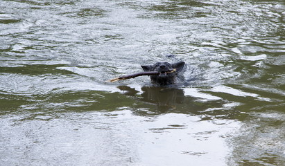 Dog plays with a stick in the river