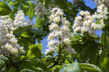 Chestnut flowers