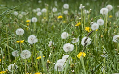 Blooming dandelions, summer field flowers