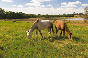 Naklejka na ściany i meble Horses - Few horses grazing in a field, eating grass, horse looking at the camera, white and brown horses in a farmyard