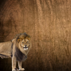 Fototapeta na wymiar Closeup African lion standing guard against wooden background wi