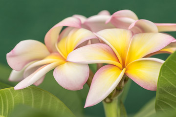 Plumeria